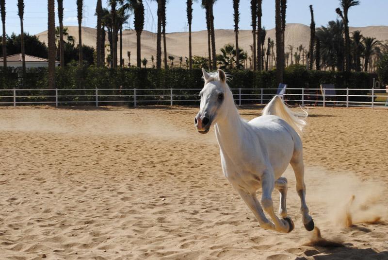 Sakkara Country Club Hotel El Hawamdeya エクステリア 写真